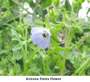 arizona fiesta flower